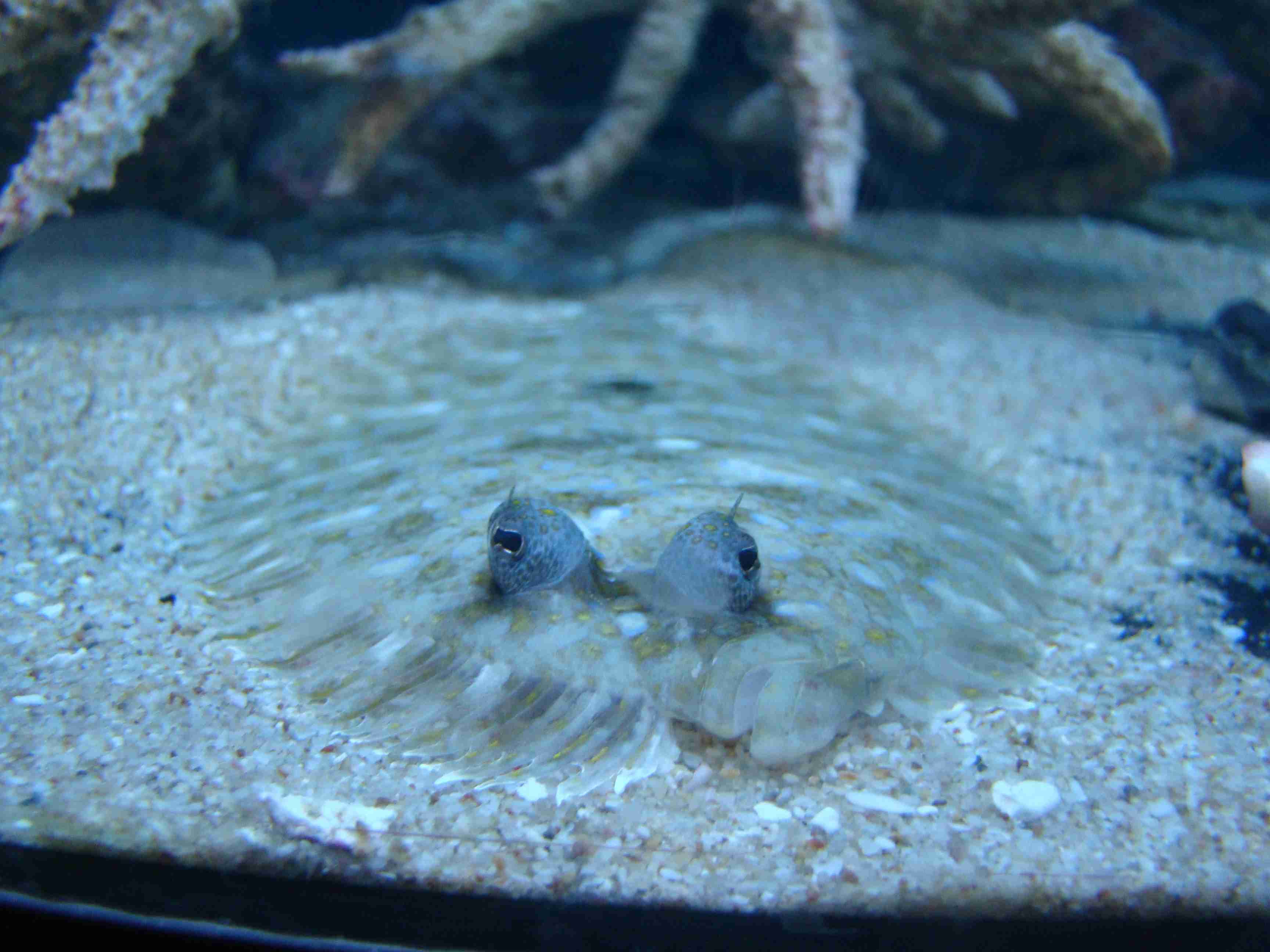  Pardachirus pavoninus   (Peacock Sole)